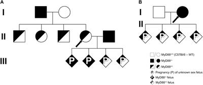 Fetal-Derived MyD88 Signaling Contributes to Poor Pregnancy Outcomes During Gestational Malaria